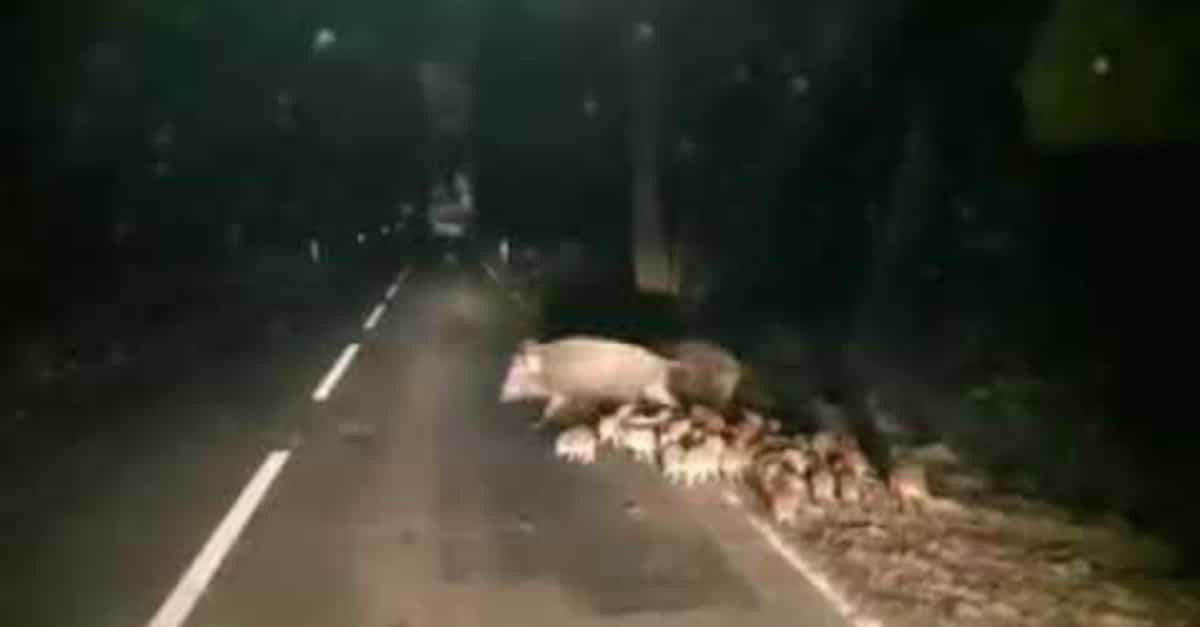 Convívio de javalis em estrada junto a Mértola (Beja) surpreende condutores