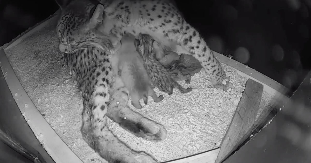 Nos últimos dias nasceram em Portugal nove linces-ibéricos