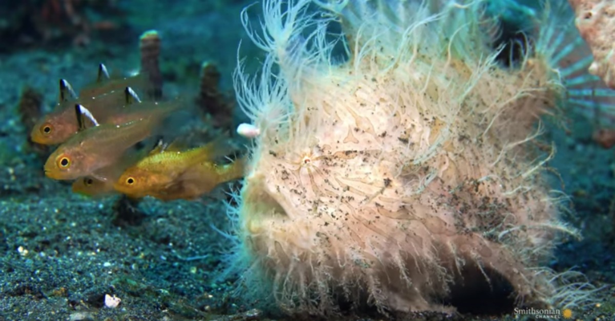 Este peixe é o predador mais rápido do reino animal