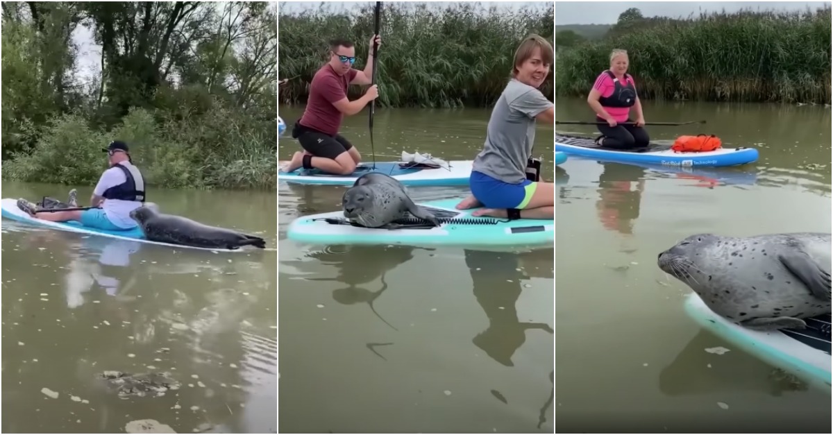 Foca aproveita boleia de paddle board e ainda faz uma pequena sesta