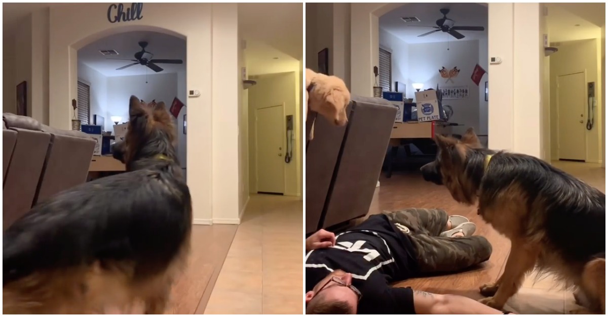 Cães arranjam a melhor solução para reanimar o dono que desmaiou