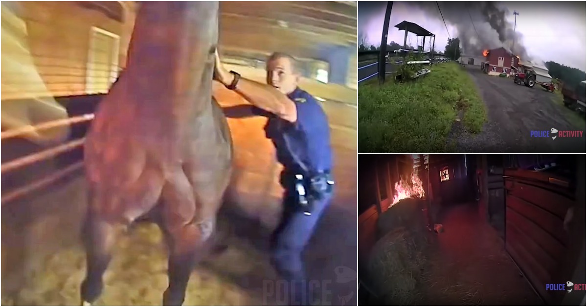 Polícias resgatam cavalo de um estábulo em chamas