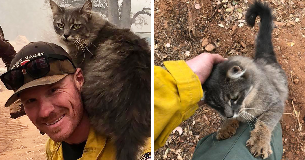 Gatinho não para de agradecer ao bombeiro que o salvou do fogo