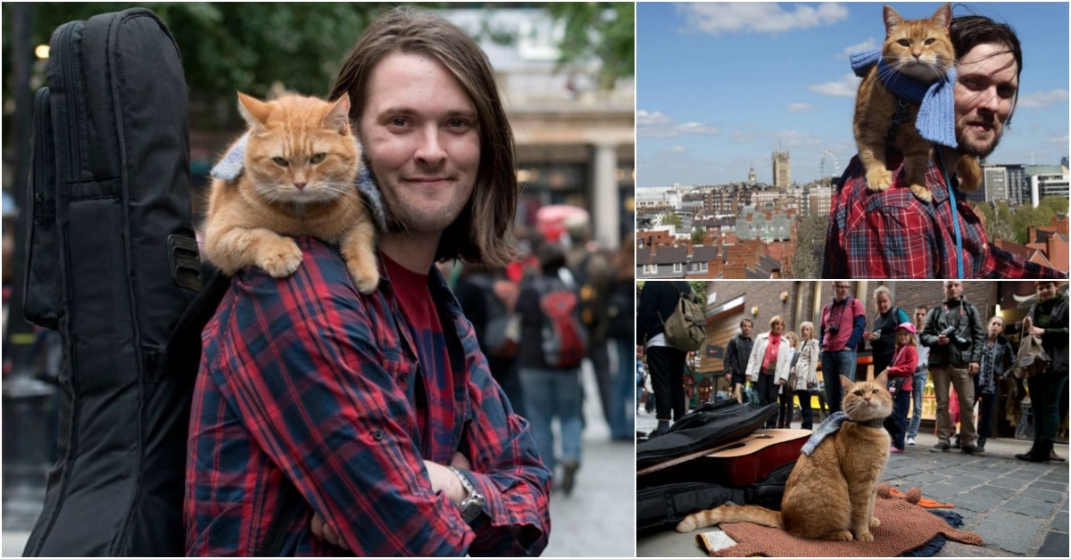Morreu o gato Bob... aquele que mudou a vida de um sem-abrigo e do mundo inteiro