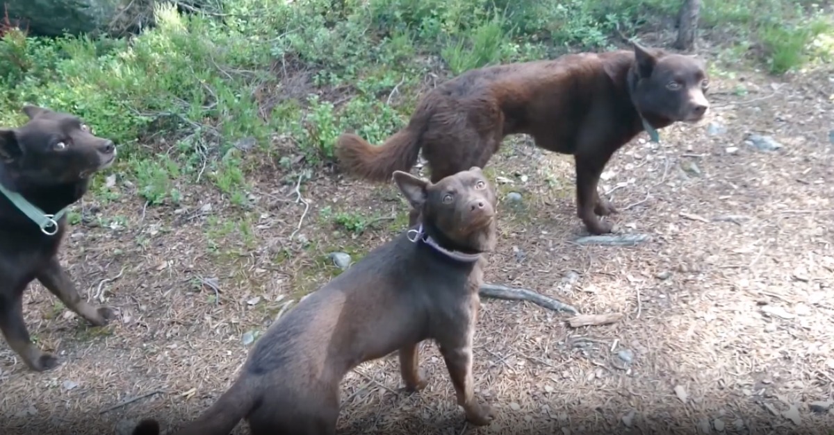 Cães ficam incrivelmente imóveis até ordem contrária do dono… nem parecem reais!