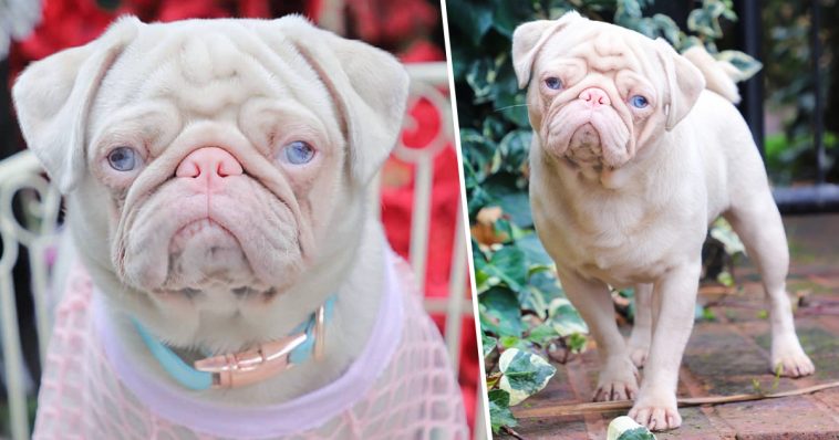 Pug cor-de-rosa chamado Milkshake é um dos únicos 100 no Mundo
