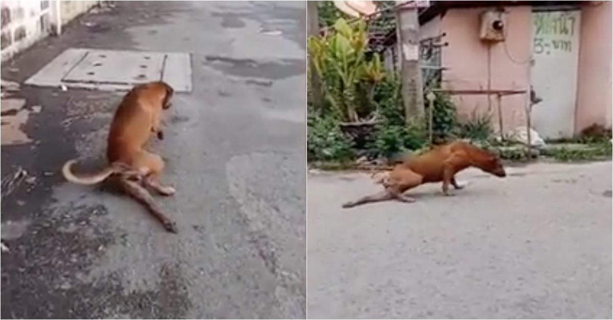 Cão esperto finge que está magoado para receber comida
