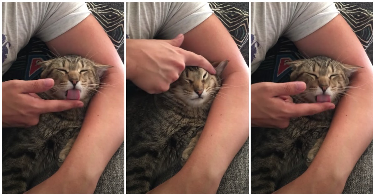 Gato lambe dedo do dono para este o usar na higiene da sua cara felpuda