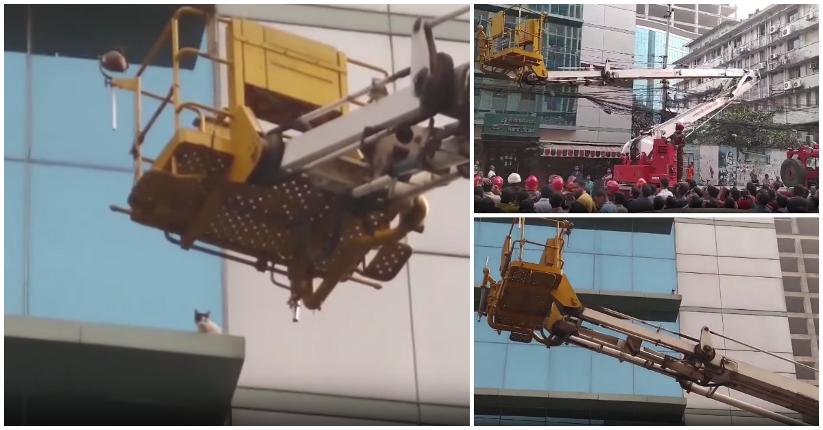 Gato preso há dois dias colabora com os bombeiros na altura de saltar para a plataforma que o ia salvar