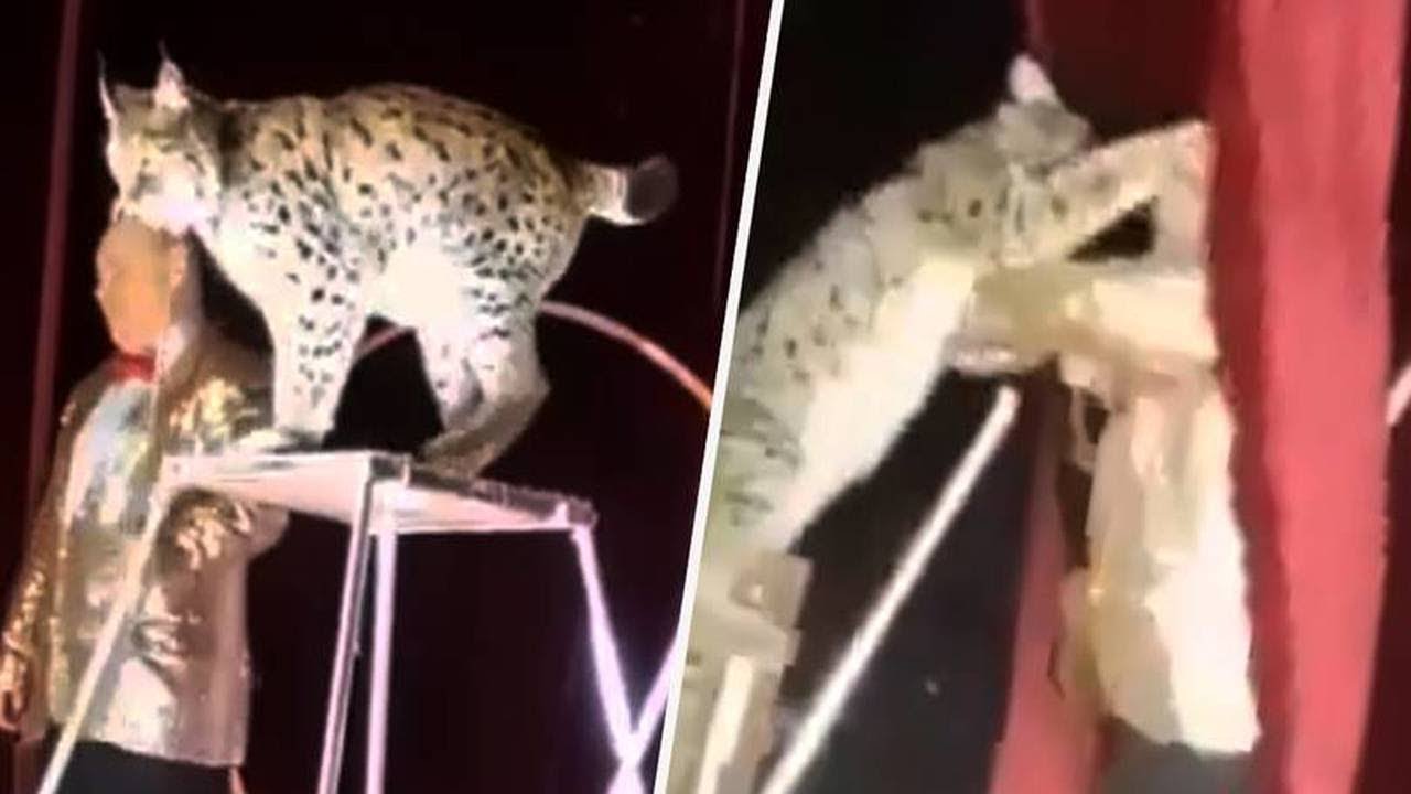 Lince farta-se de ser palhaço e ataca domador em espetáculo circense