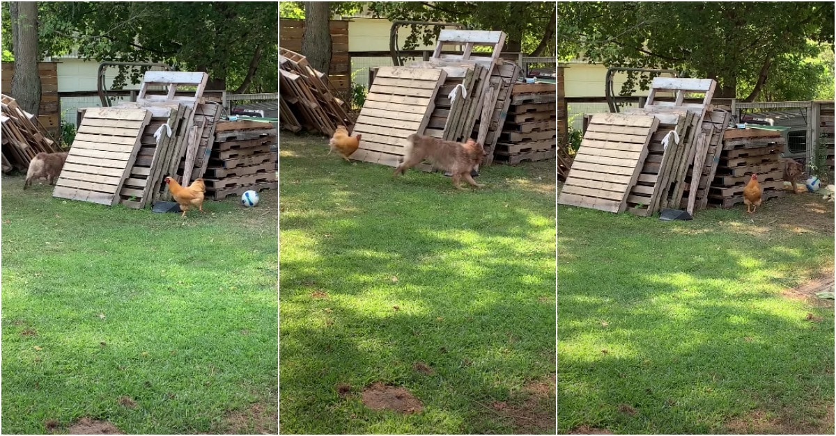 Cão e galo brincam no jardim como dois grandes amigos