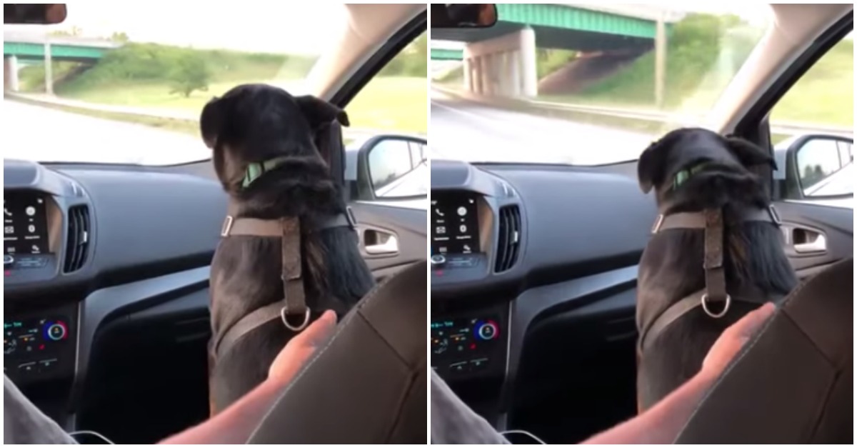 Cão cauteloso baixa a cabeça sempre que passa de carro por baixo das pontes