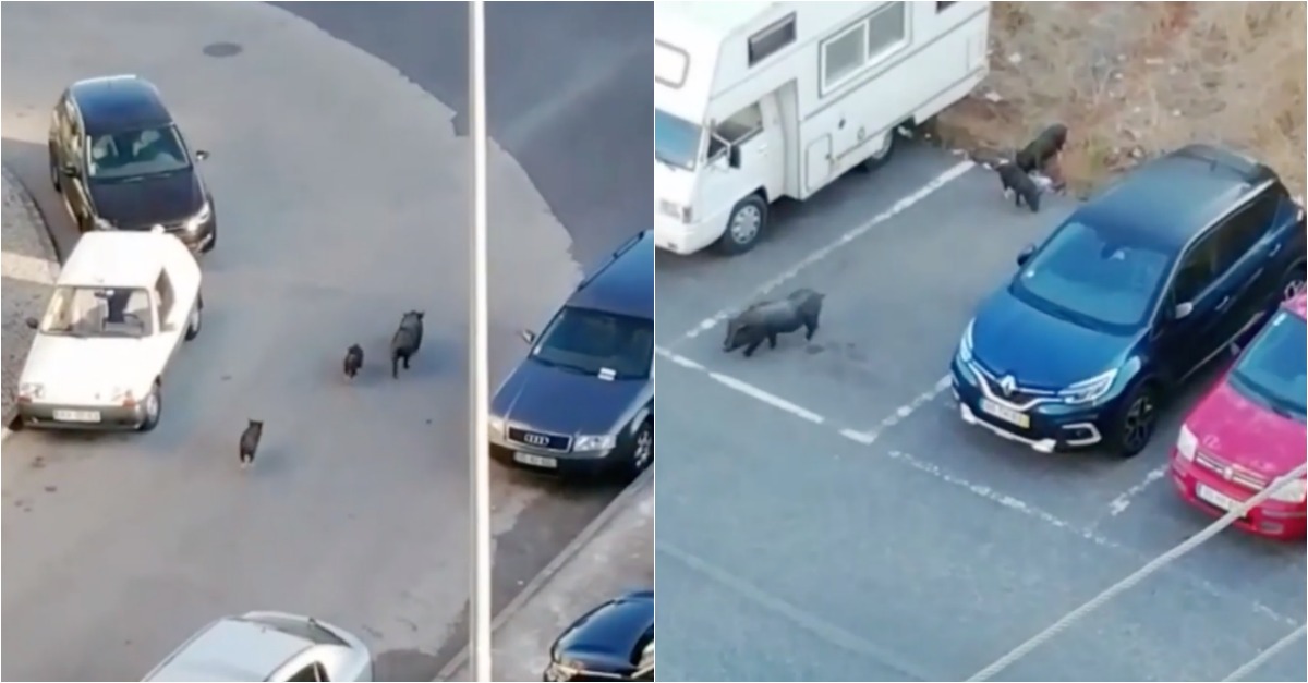 Javalis filmados a passear em parque de estacionamento na Amadora