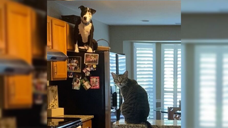 Mako: O Pitbull que acredita ser um gato