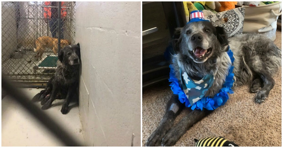 Cão não consegue parar de sorrir desde que ganhou uma família