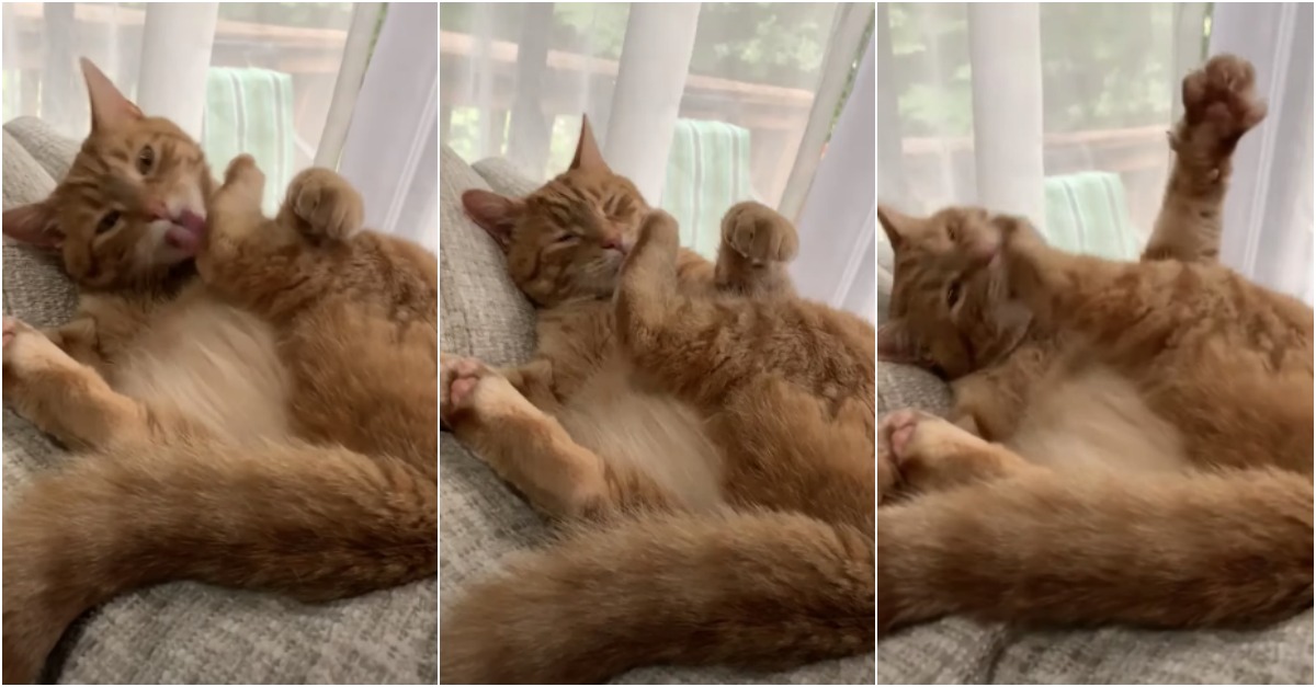 Um gato com sérios problemas de relacionamento com uma das suas patas