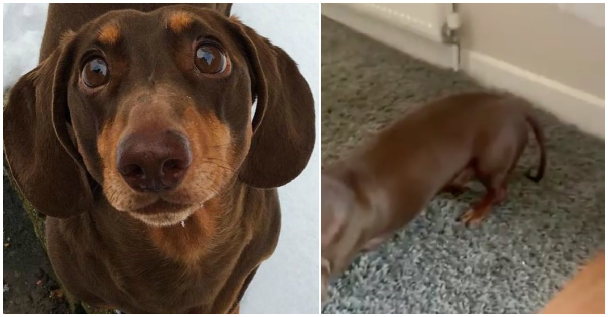 Cão feliz por ter os donos em casa acaba com a cauda lesionada de tanto a abanar!