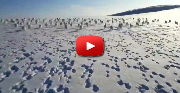 Corrida de Snowmobile vs Coelhos!