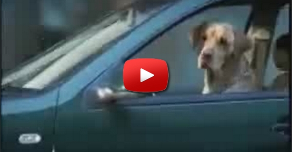 Cão piloto