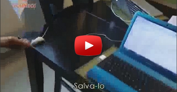 Ratinho engraçado