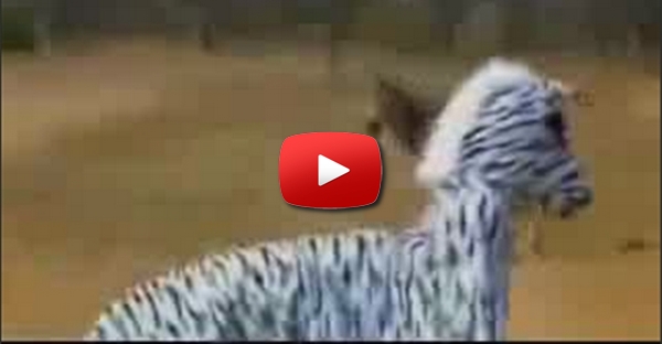 Zebra Humana
