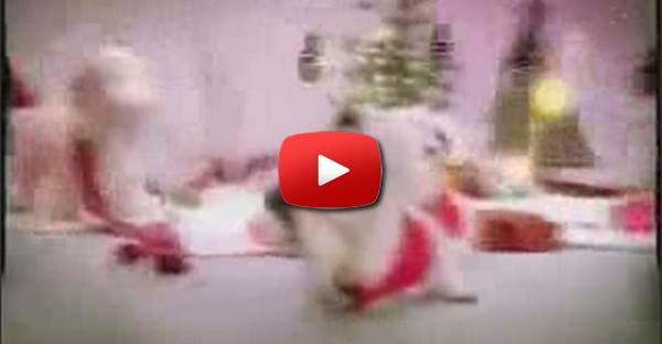 Cãos a cantar Merry Christmas