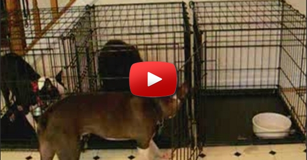 Prison Break versão canina