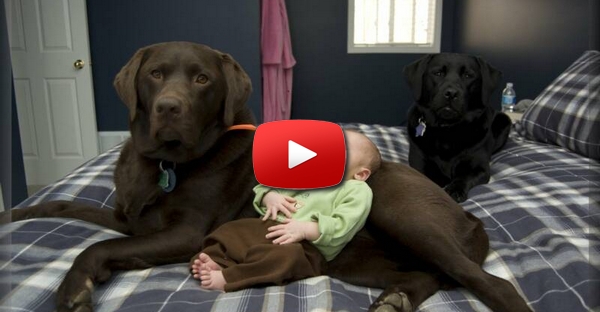 Um bebé e um labrador, muito mimo!