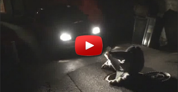 Remi Gaillard - Rat 2
