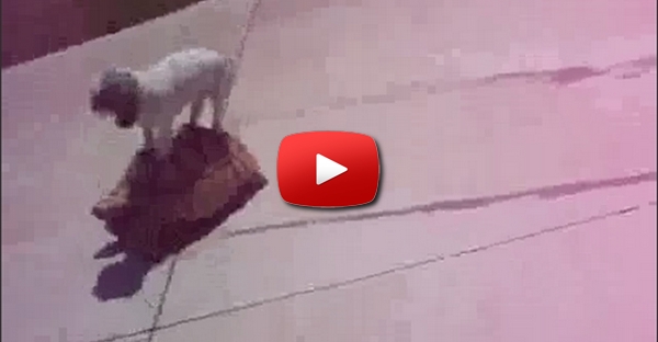 cachorro folgado olha o meio de transporte dele