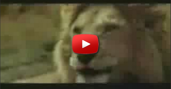 Direito de ser burro!!