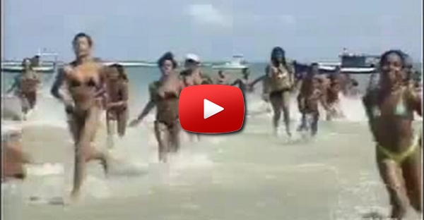 Tubarão na Praia.