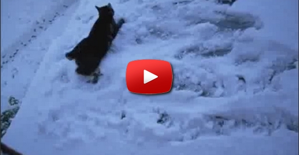 gatos + neve = problemas