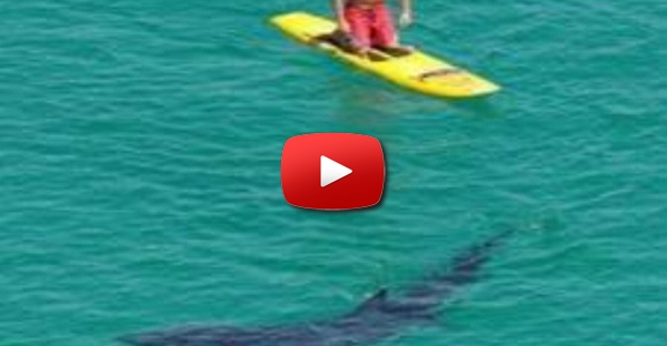 Surfista apanha um susto de morte e nem dá por isso!