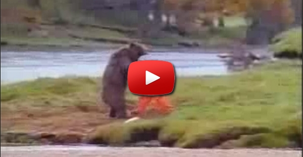 Urso vs Homem