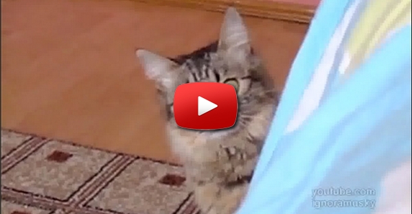 O gato do diabo