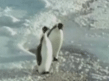 Pinguim Malandreco 2